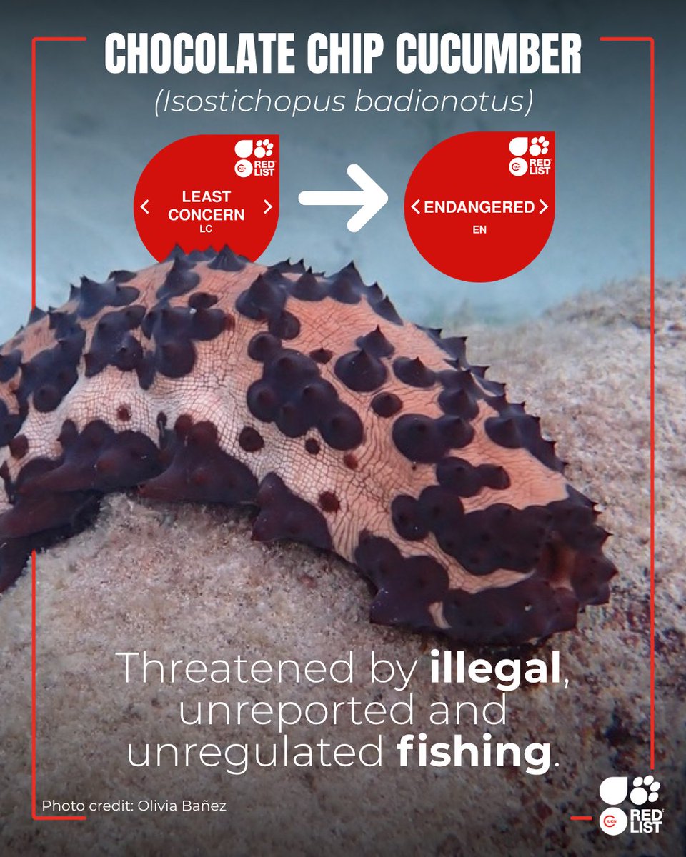 The chocolate chip cucumber went from Least Concern to Endangered in the latest update of the @​IUCNRedList

🍪Named after its unique appearance, this sea cucum