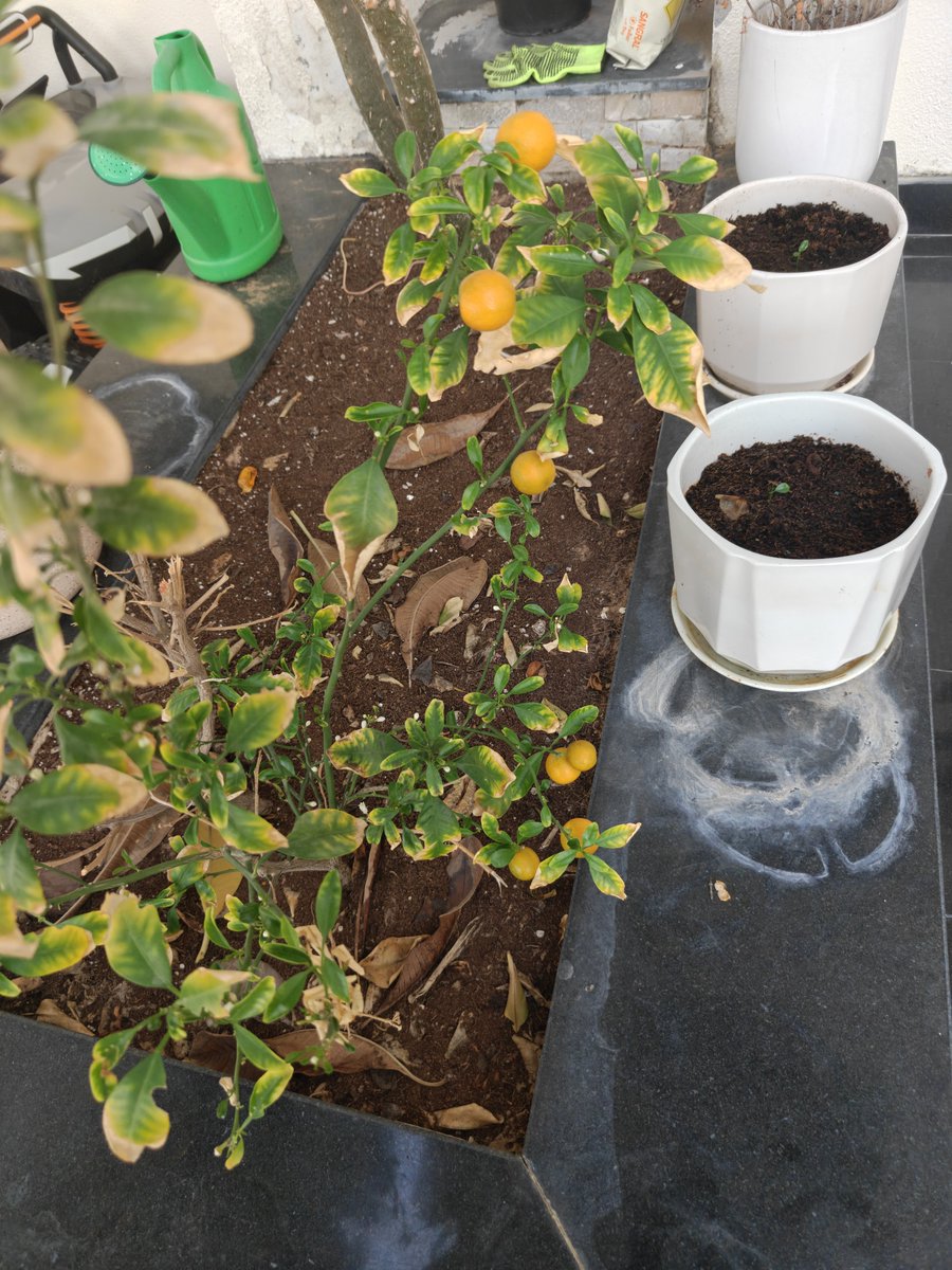claraa_darling's tweet photo. My little orange tree is finally paying off 🍊🌱 How long do you think I have to wait before I can pick and eat these? https://t.co/dyfbJVRk4P