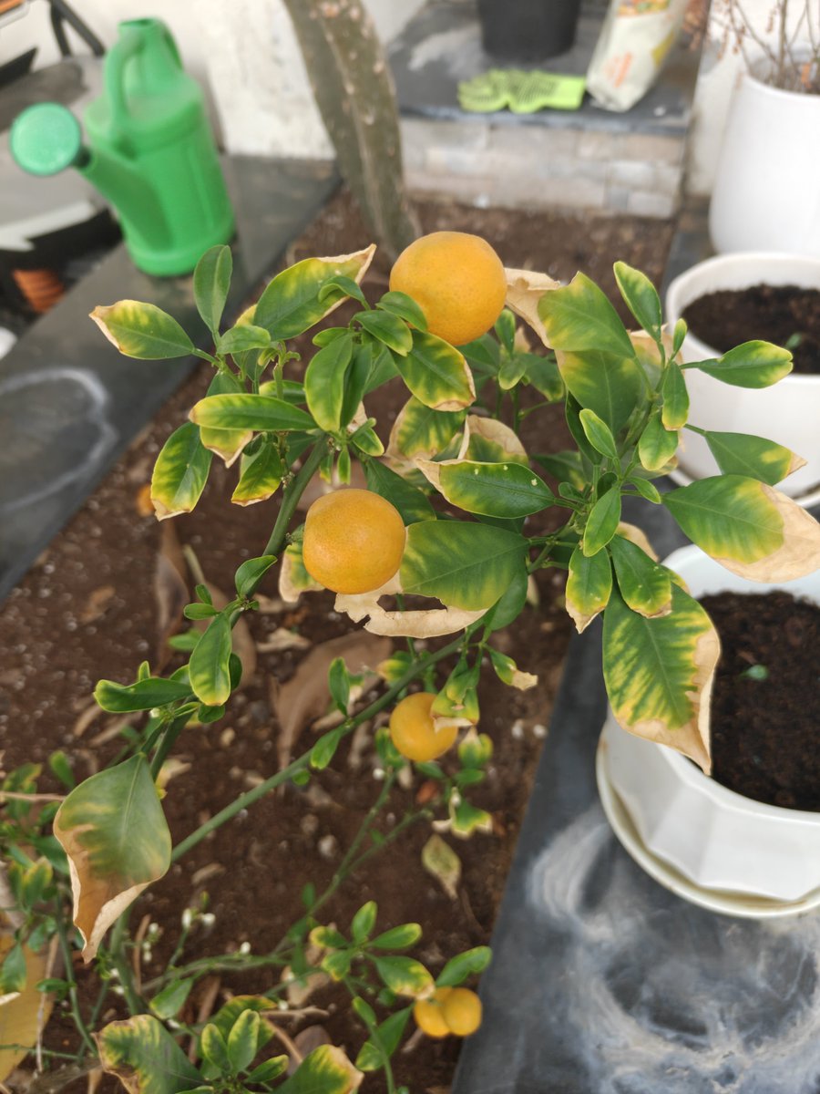 claraa_darling's tweet photo. My little orange tree is finally paying off 🍊🌱 How long do you think I have to wait before I can pick and eat these? https://t.co/dyfbJVRk4P