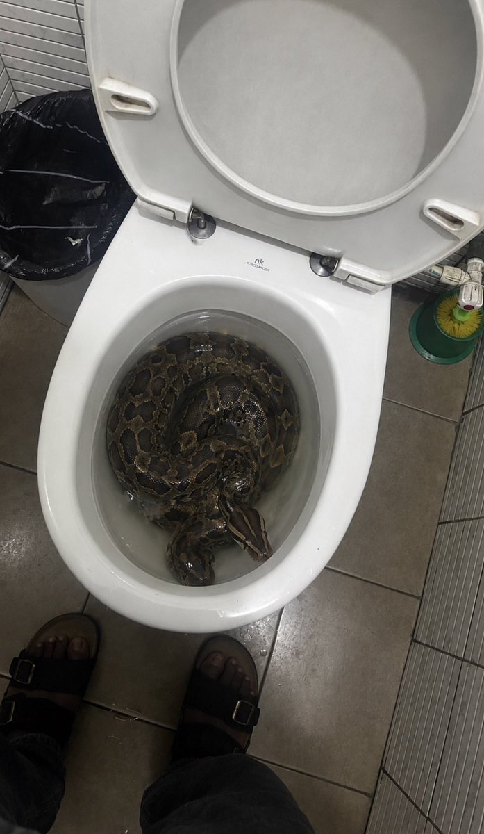 drharveee's tweet photo. Found a snake in my toilet this morning and it’s a pregnant one sleeping, what should i do? https://t.co/dWCGqjpURd