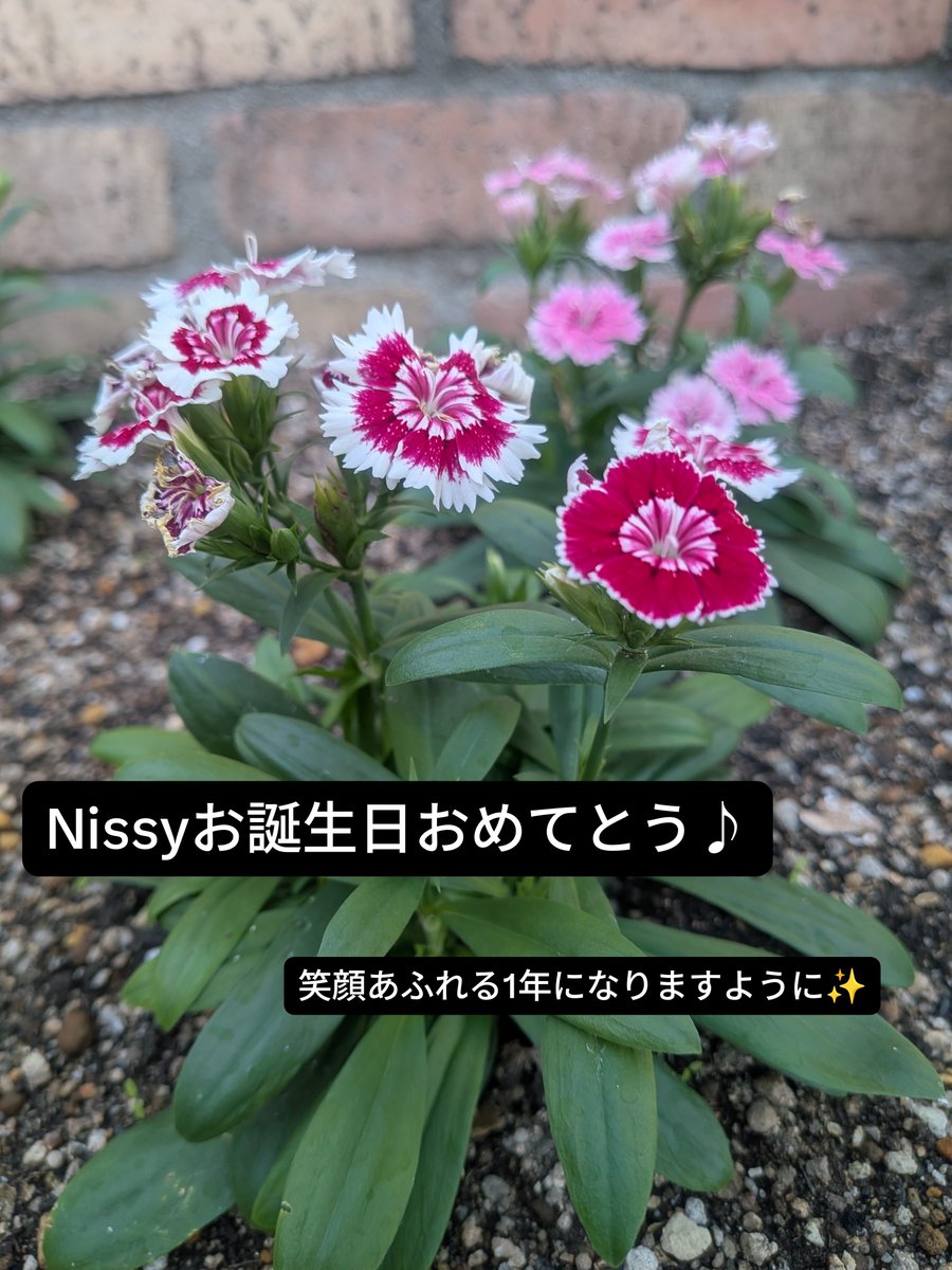 rikoyamo's tweet photo. #Nissyに想いを込めて差し出す一輪のお花
#Nissy40thbirthday_1輪ずつを花束に💐
#西島隆弘誕生祭🪄
#Nissy0930🎩
#Nissy40thBirthday💋
#NES💫
#NESnbco.🌟
#Nissy
@NissyStaff

#NBE https://t.co/h0rOnICabq