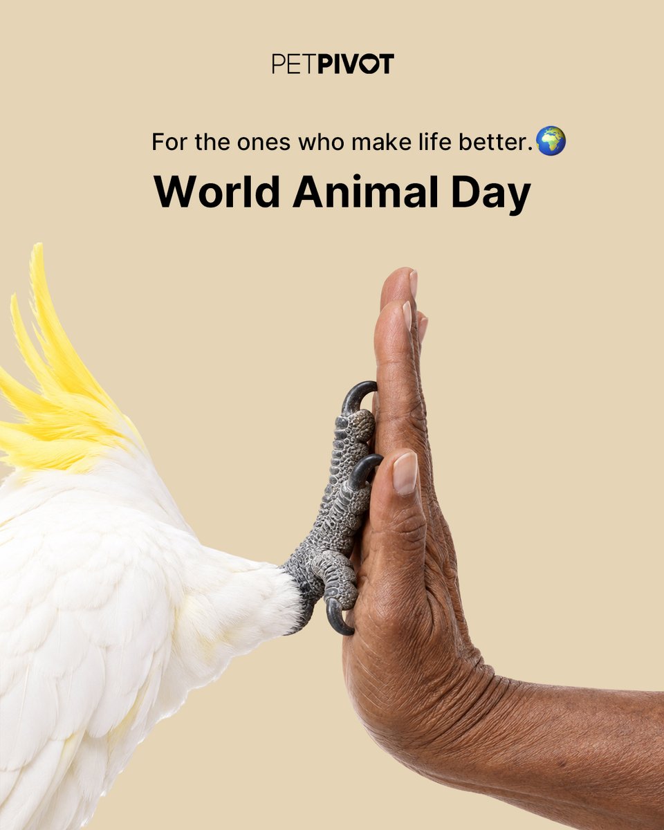 petpivot's tweet photo. Life’s just better with animals in it. 🐾🧡
Happy World Animal Day to the ones who make our homes happier, our days brighter, and our camera rolls way too full. Show us the animal who makes your world better. 👇
#worldanimalday #petpivot https://t.co/XWv9LBZxj7