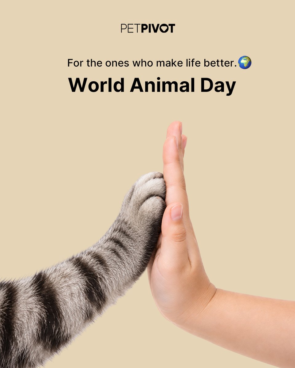 petpivot's tweet photo. Life’s just better with animals in it. 🐾🧡
Happy World Animal Day to the ones who make our homes happier, our days brighter, and our camera rolls way too full. Show us the animal who makes your world better. 👇
#worldanimalday #petpivot https://t.co/XWv9LBZxj7