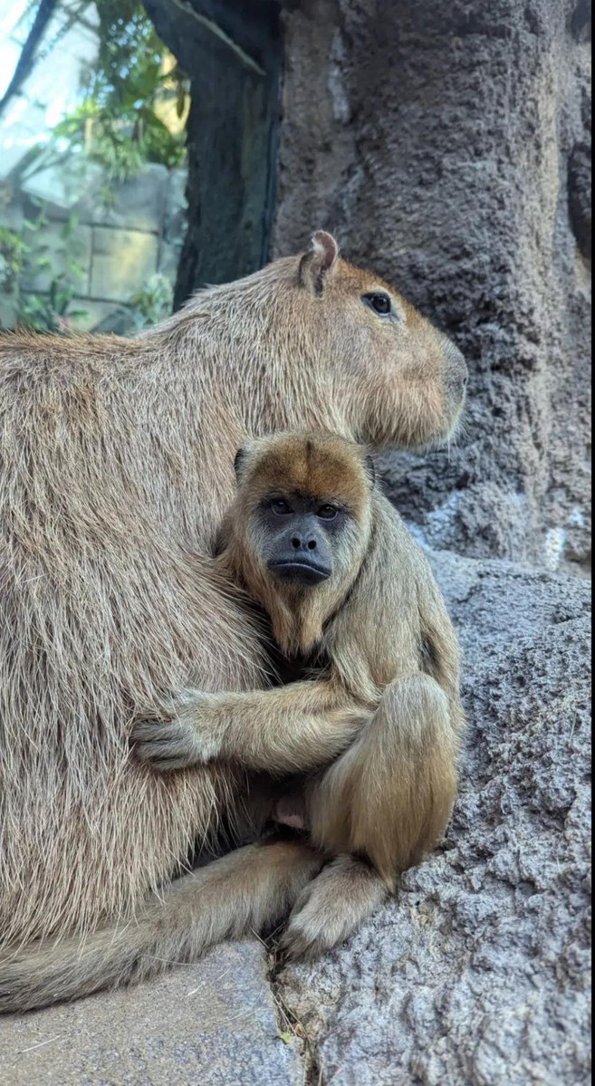 itsme_urstruly's tweet photo. Apparently a howler monkey named Baya moved to Denver Zoo with her three sons, met a capybara named Rebecca and basically decided, “Yes. This one. I like this one.” Now she seeks Rebecca out to cuddle with her, hugs her and has even been seen riding on her back, while Rebecca apparently just accepts the whole situation because she is a capybara and accepting other creatures’ bullsh*t seems to be part of the job description.