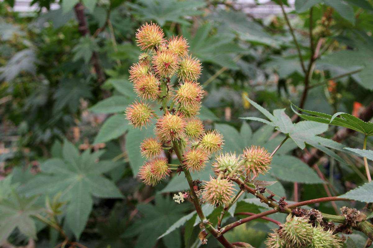 944dezo591's tweet photo. [This stable vanadium compound boosts the growth of castor plants. It's a new eco-friendly fertilizer for agriculture.] https://t.co/JjtanvjEWx