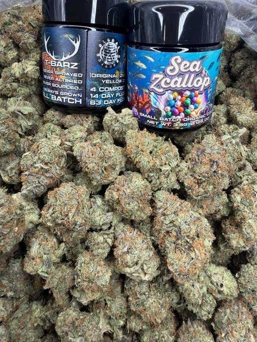 STONERS2026's tweet photo. Each pound goes for $500 best price anywhere lmk if you need some 

📱https://t.co/LdWb40qpnn  

📱 https://t.co/anwZLbe1S7

#cannabis #strain #flower #budshots #weedculture #Texas #Tx #cbd #thc #worldwide https://t.co/Q72dyW6u5R