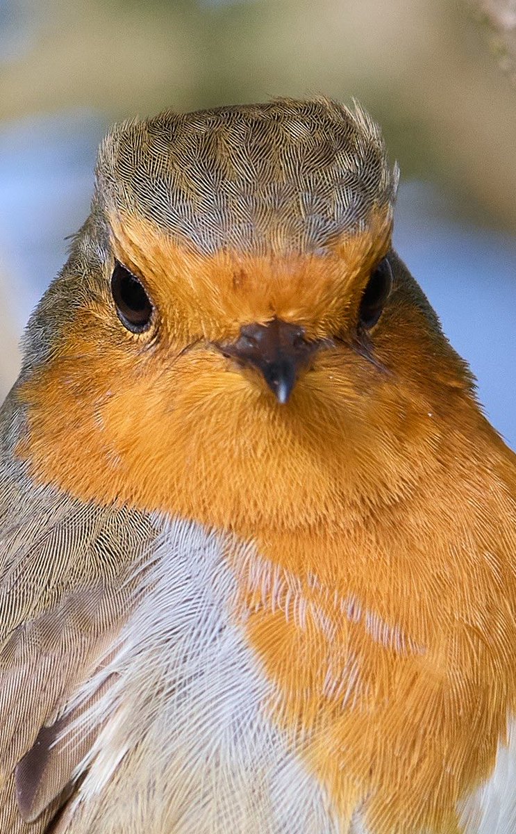 paulhayes55's tweet photo. Robin. https://t.co/6RTyXlvqos