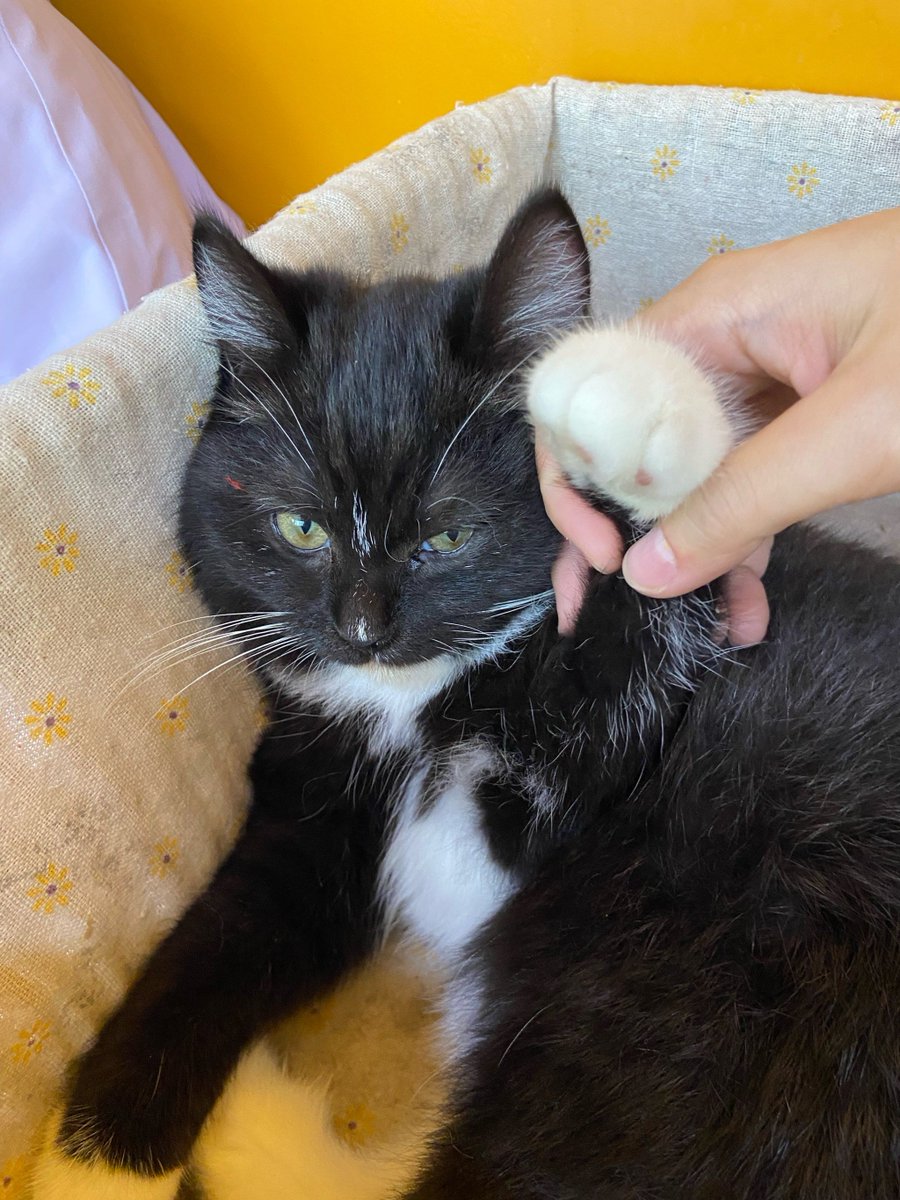 xtngabr787's tweet photo. This cute little cat is so adaptable that even when its favorite toy gets slightly scratched, it won't get upset and will still cozily curl up and interact with you.， https://t.co/p1C5wM9S03