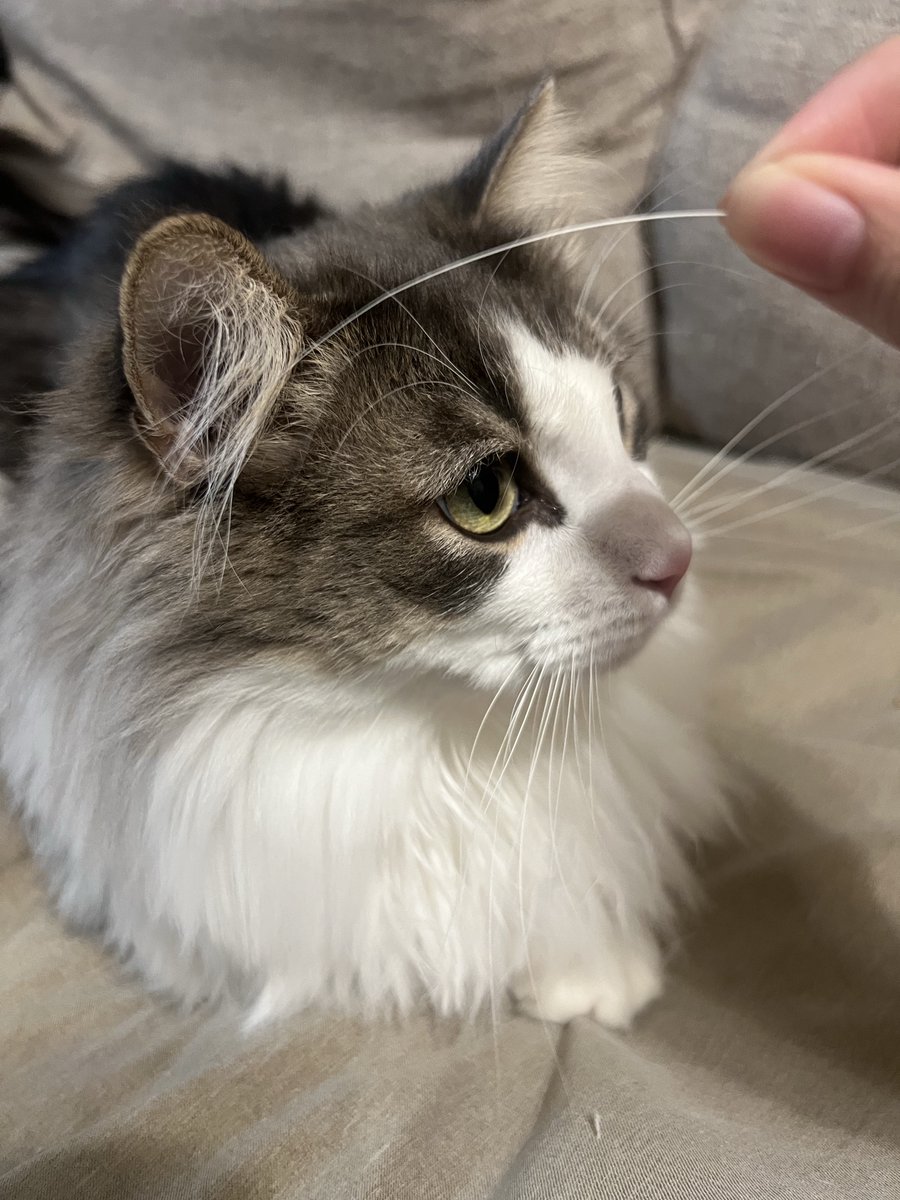 izuna_amanosaki's tweet photo. ねこが何回も私の肩にトトン…って手を当ててくるからなんだろうって思ってたら…立派なおひげが落ちてた!!

「おひげ抜けたらちょうだいね」ってずっと言ってたの覚えててくれたの?

えらいねえ、賢いねえ… https://t.co/4IaRMWUMJH
