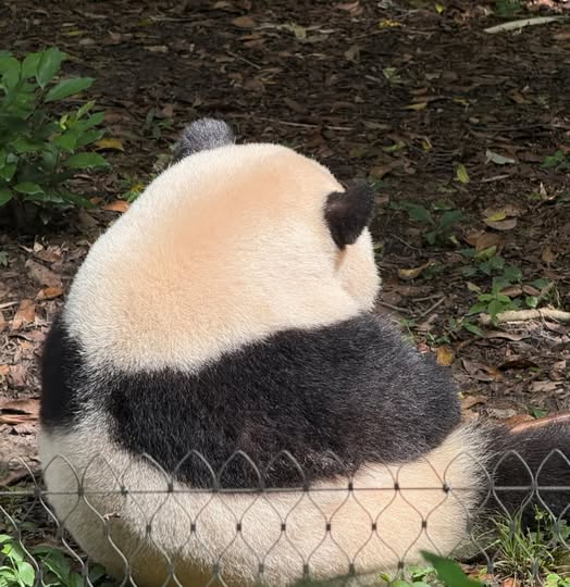 A panda sits with its back to the camera behind a wire fence, looking over its shoulder.