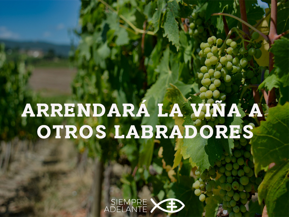 Archisevilla1's tweet photo. #EvangelioDelDía|. Mt 21, 33-43. Arrendará la viña a otros labradores. 

https://t.co/pJQWqumWvG

#PalabraViva #SiempreAdelante https://t.co/4848kkxcu2