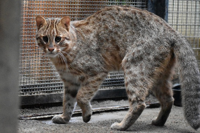 InokashiraZoo's tweet photo. 【お知らせ】

体調不良で治療の続いていたヤマネコ４頭は、治療が完了し、以前の健康状態まで回復しました。

ヤマネコ舎で以前より展示していた「タリ」（♂、6歳）については、明日10月1日（木）から展示を再開します。場所はツシマヤマネコ隣のエリア（赤枠）となります。
https://t.co/BaHDzy95PC https://t.co/RY01iBbGZF
