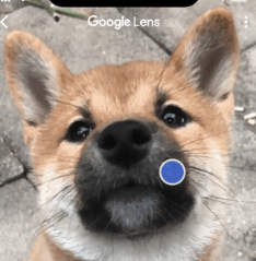 czs_fortune's tweet photo. Google literally have an INU posted up on their website as an example and someone it has never been done before

https://t.co/0GbbS6wk0a https://t.co/JGkgtlFFxQ