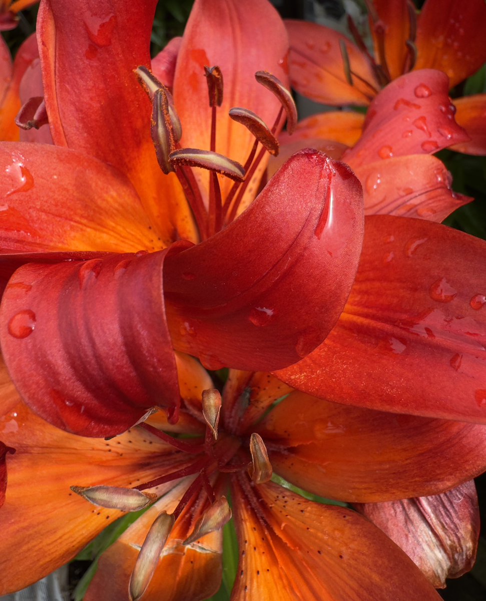 carolward5064's tweet photo. Good morning!
A splash of colour to brighten your Wednesday❤️🧡🤎😊
Have a wonderful day🌺🌳🐝

#SplashOfColour 
#FlowersOnWednesday 
#FlowerPower 
#FlowersOnX 
#Droplets https://t.co/tdrLodTqV8
