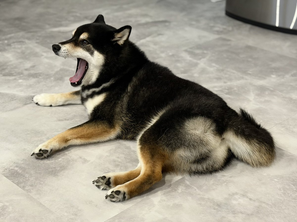 dkichi_ch's tweet photo. 🥱ᐝ  #柴犬 https://t.co/c9kBcBn9My