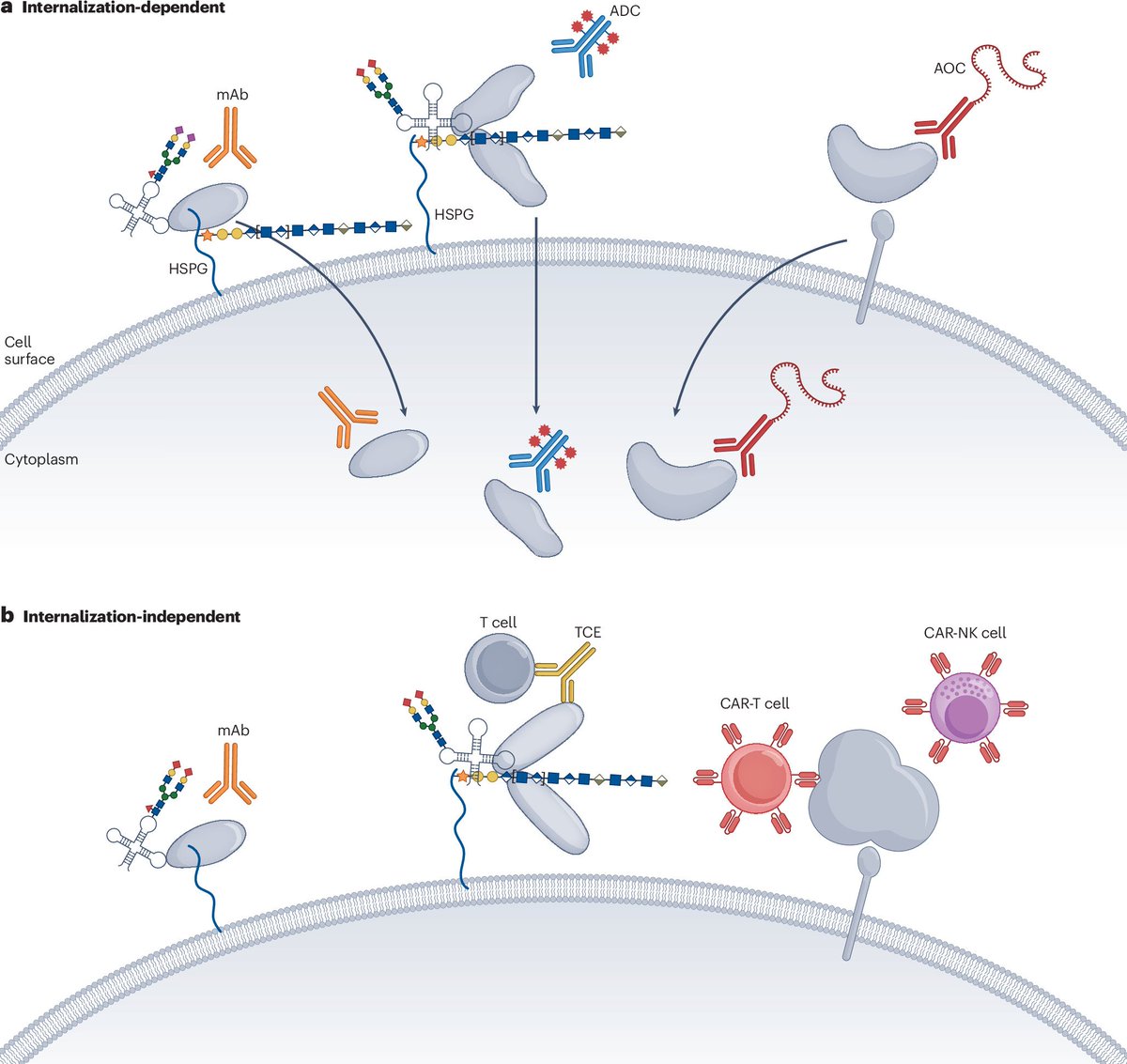 NatRevDrugDisc's tweet photo. The cellular landscape of druggable RNA-binding proteins
https://t.co/hi4mUiaWAy
https://t.co/oGGJzJ6u74
This new Perspective by @TzelepisLab et al. discusses opportunities to therapeutically target RNA-binding proteins, which are involved in the development of multiple diseases https://t.co/T5iDzJznkZ