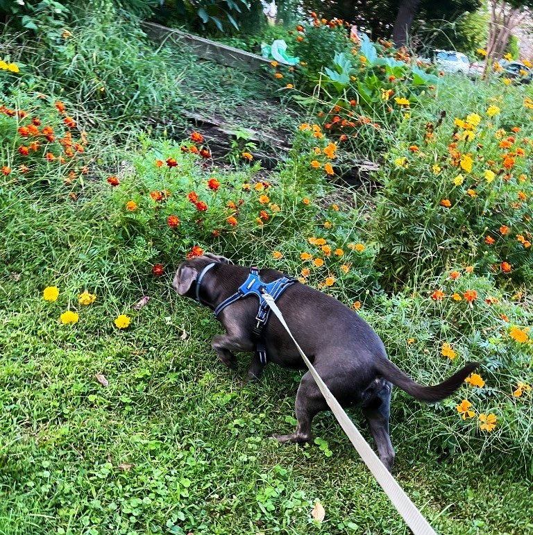 Dubs4Mutts's tweet photo. ☺️ Hi frens! ♥️ I’m so grateful to have a pawsome dog walker take me on new &amp; exciting adventures while humom is traveling for work! Check out some of my pictures. #EndBSL #Dogs #Dogs101 https://t.co/lcYo3kbQiR
