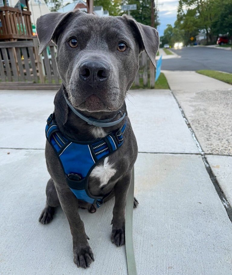 Dubs4Mutts's tweet photo. ☺️ Hi frens! ♥️ I’m so grateful to have a pawsome dog walker take me on new &amp; exciting adventures while humom is traveling for work! Check out some of my pictures. #EndBSL #Dogs #Dogs101 https://t.co/lcYo3kbQiR