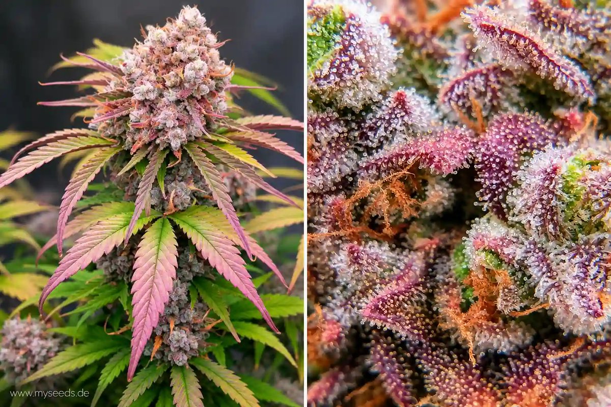 MySeeds_de's tweet photo. Lila ≠ reif.

Die Farbe kommt vor allem aus Genetik und Anthocyanen – und wird oft erst in der späten Blüte sichtbar, wenn das Chlorophyll abnimmt.

Ob eine Pflanze erntereif ist, zeigen die Trichome.

https://t.co/zvizEuezqO https://t.co/cTGmYTWnBO