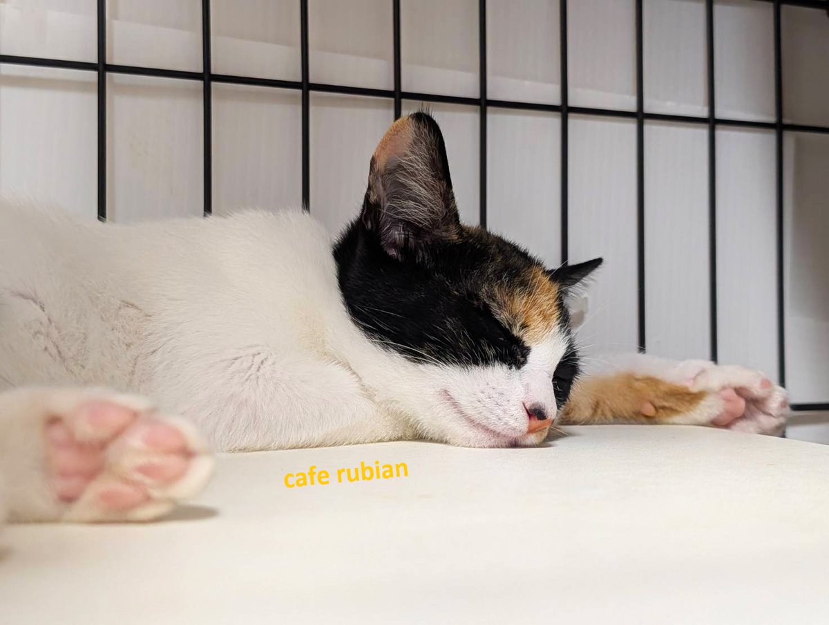 cafe_rubian's tweet photo. すやぴ💤

#保護猫 #子猫 #三毛猫 #猫 #猫のいる暮らし #猫のいる生活 #猫好きさんと繋がりたい #預かりボランティア #Cat #catlife https://t.co/nQkTgvOFLX