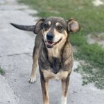 Photo by dogsblog.com Bring Joy, Adopt a Dog! (@DogsBlog)