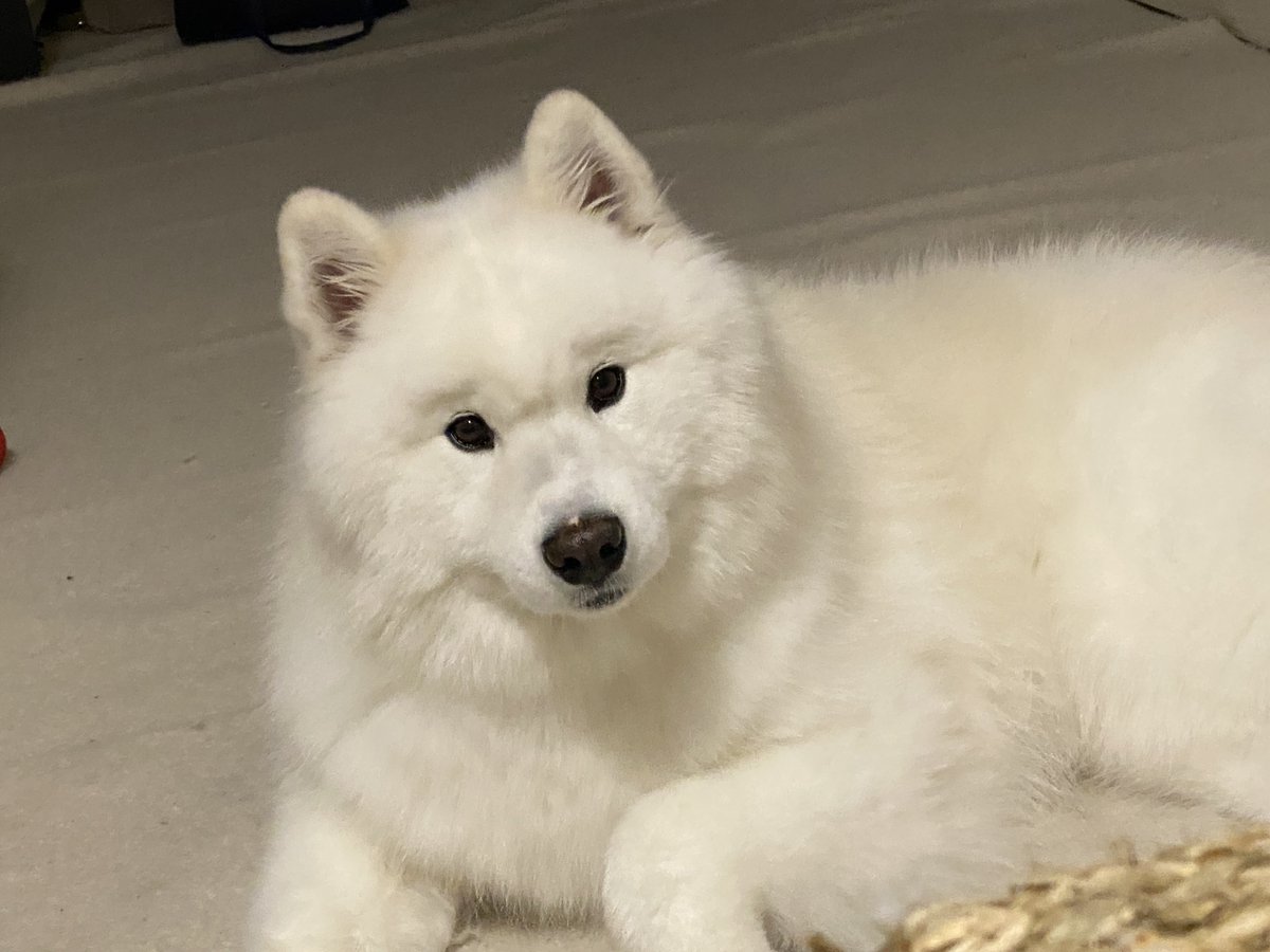 kohaku_Samoyed's tweet photo. 今日まゆげ濃くない？ https://t.co/04UE9I3vXB