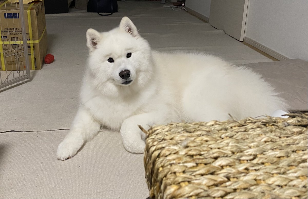 kohaku_Samoyed's tweet photo. 今日まゆげ濃くない？ https://t.co/04UE9I3vXB