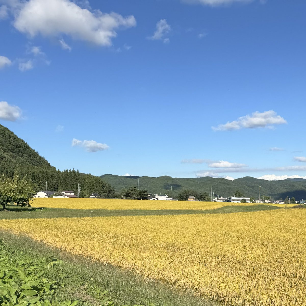 marui_omachi's tweet photo. ども〜🎶今ちゃんです*ˊᵕˋ)੭
何かめちゃくちゃ久しぶりに良いお天気な気がする大町☀️すっかり秋ですね〜🍂稲刈りも進んでるから新米がもうすぐかな？🍙💕そして長野県の景色ってやっぱキレイで癒されますね〜😊
そんな今日は３０日❗️月末で忙しいとは思いますが、まだまだご来店お待ちしております😆 https://t.co/C4r6nGD5Gx