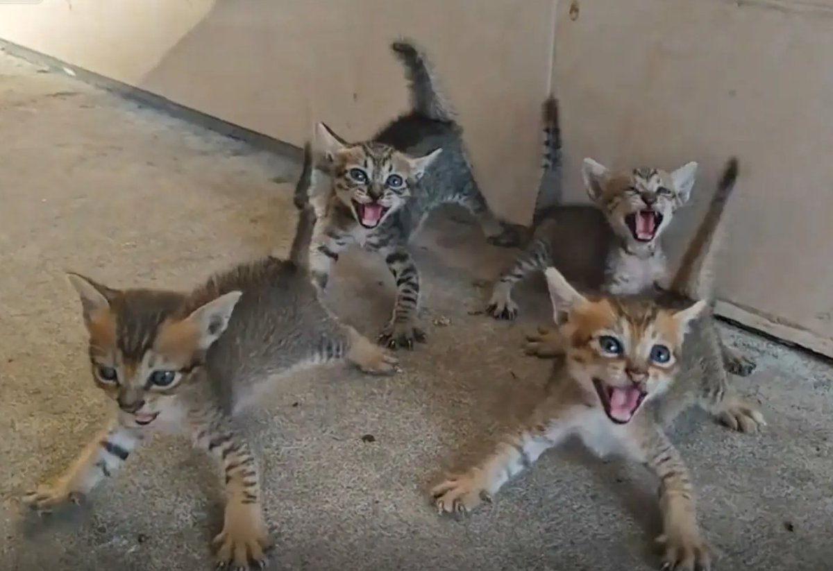 culKitten's tweet photo. https://t.co/ezahegKCQx