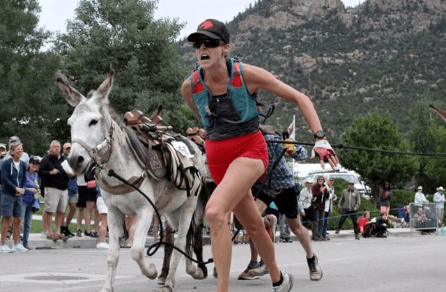 brngeor740's tweet photo. The first strong donkey at the fashion show steals the spotlight!， https://t.co/WEFaOGEfxT