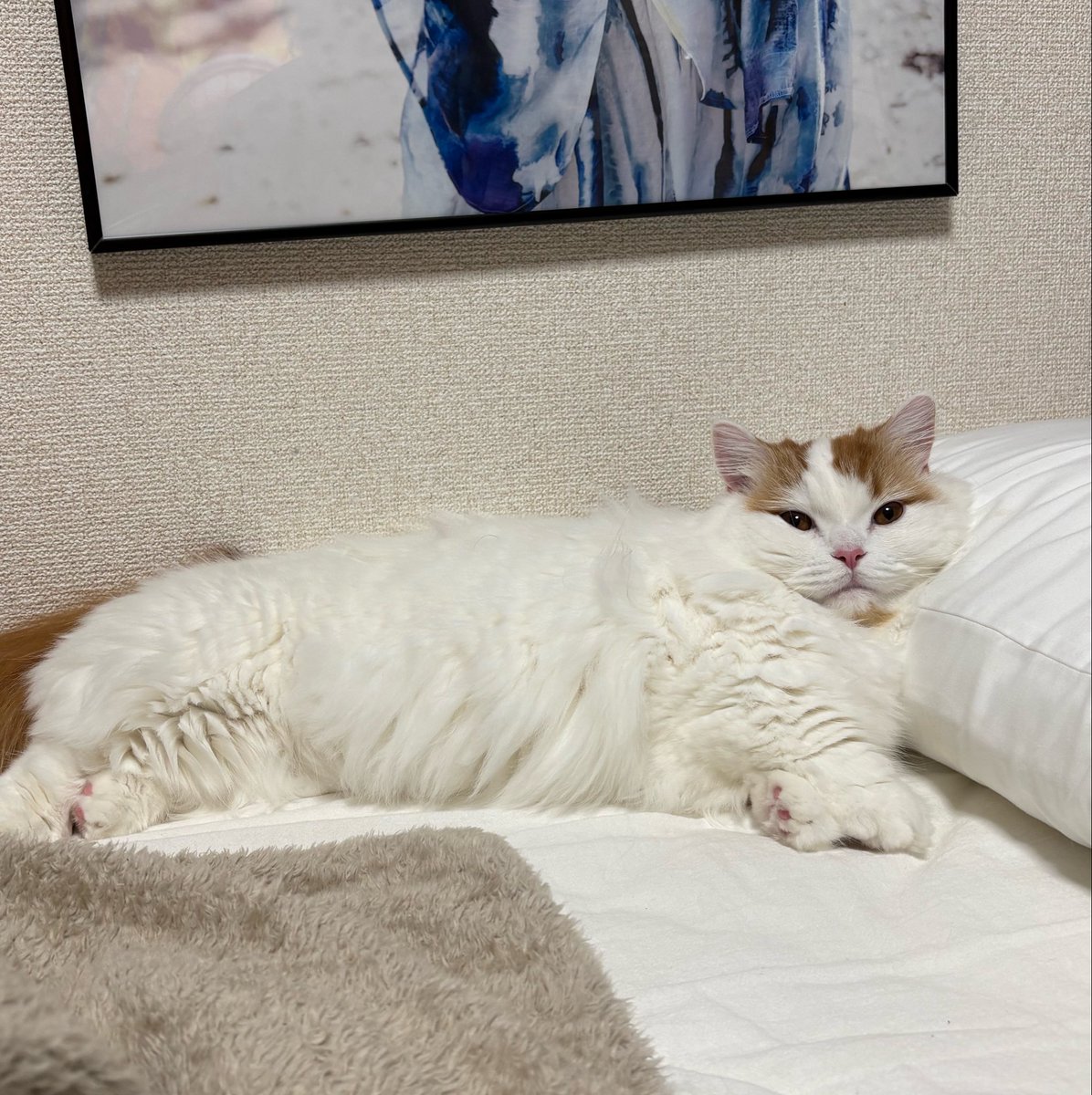 usachan_0n0's tweet photo. 猫がポケモンのように進化すると聞いた
本当に進化してた(オッサンに) https://t.co/HhPbFbwlcs