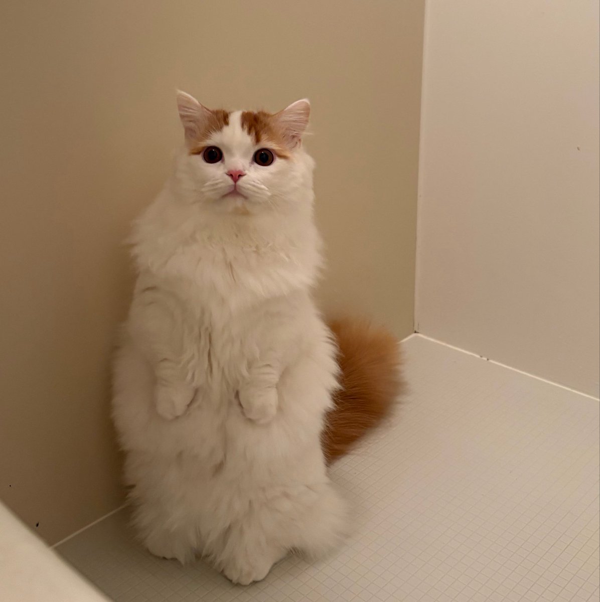 usachan_0n0's tweet photo. 猫がポケモンのように進化すると聞いた
本当に進化してた(オッサンに) https://t.co/HhPbFbwlcs