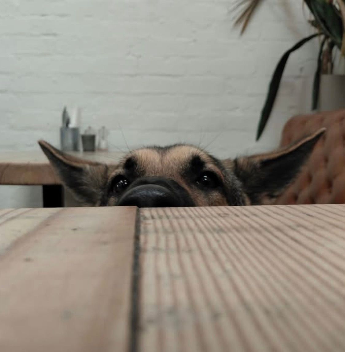 chorleyguidedog's tweet photo. #WednesdayWonders. Just having a little peep over the table!  

#Chorley #GuideDogsUK #GuideDogs #GuideDogsForTheBlind https://t.co/DZBuA6Oo2B