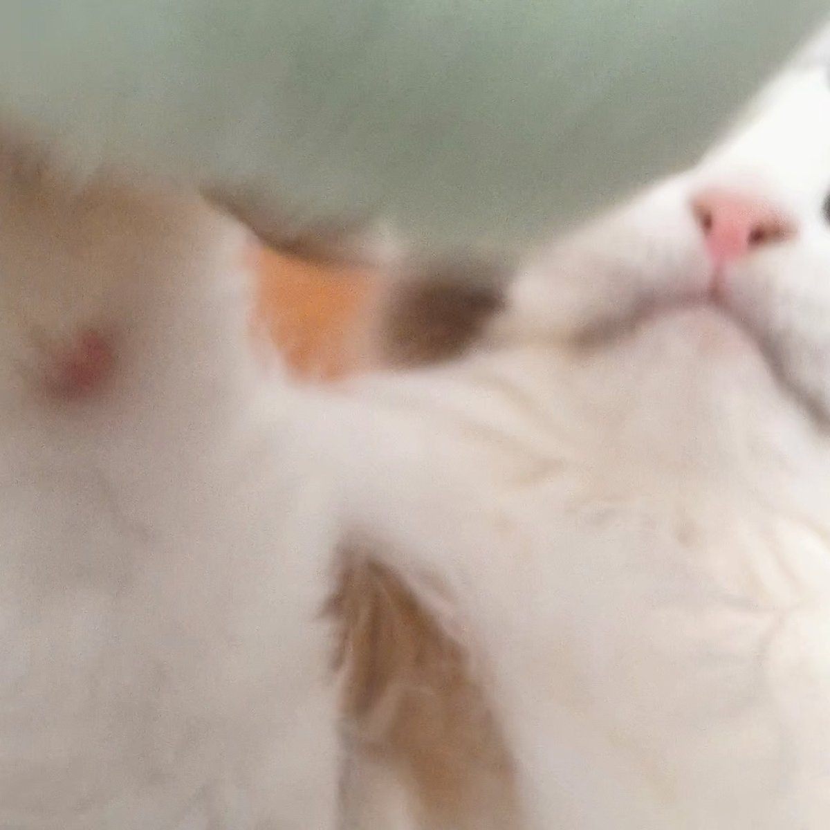 YOKI222i's tweet photo. @sfPeterPan 猫 https://t.co/myJNjcjLaj