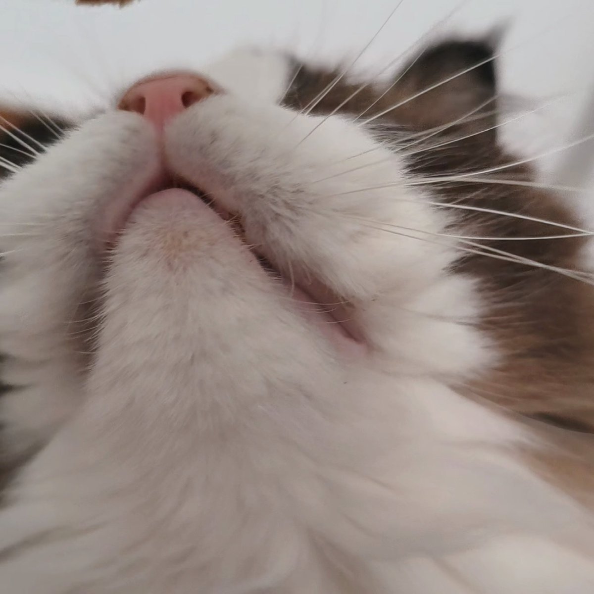 YOKI222i's tweet photo. @sfPeterPan 猫 https://t.co/myJNjcjLaj