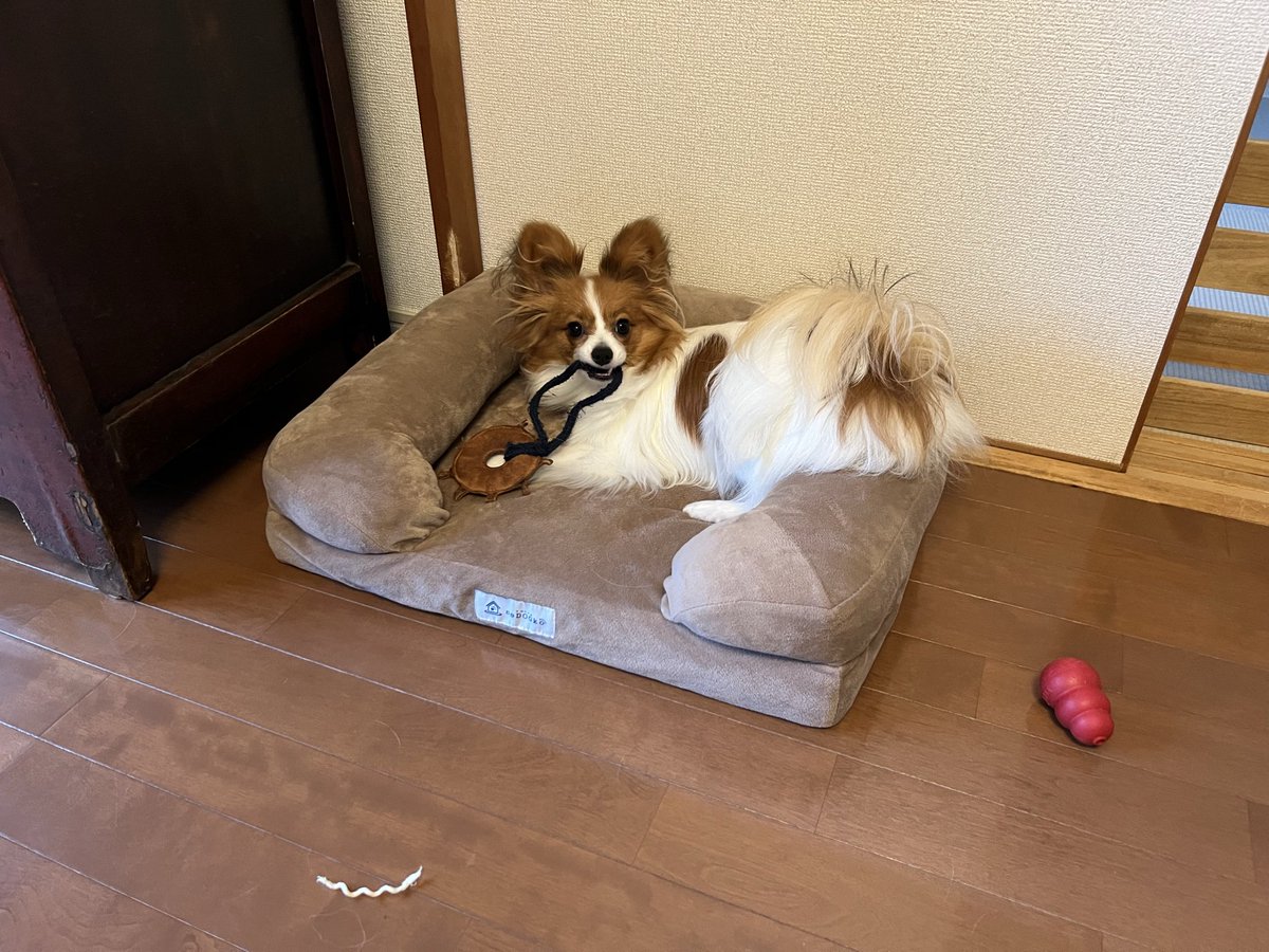 papillonSora's tweet photo. 毎日お天気悪いね
明日からは晴れる日もあるみたいよ☀️
ドッグラン行ってみようか！
#パピヨン https://t.co/9mHjUzf0W9