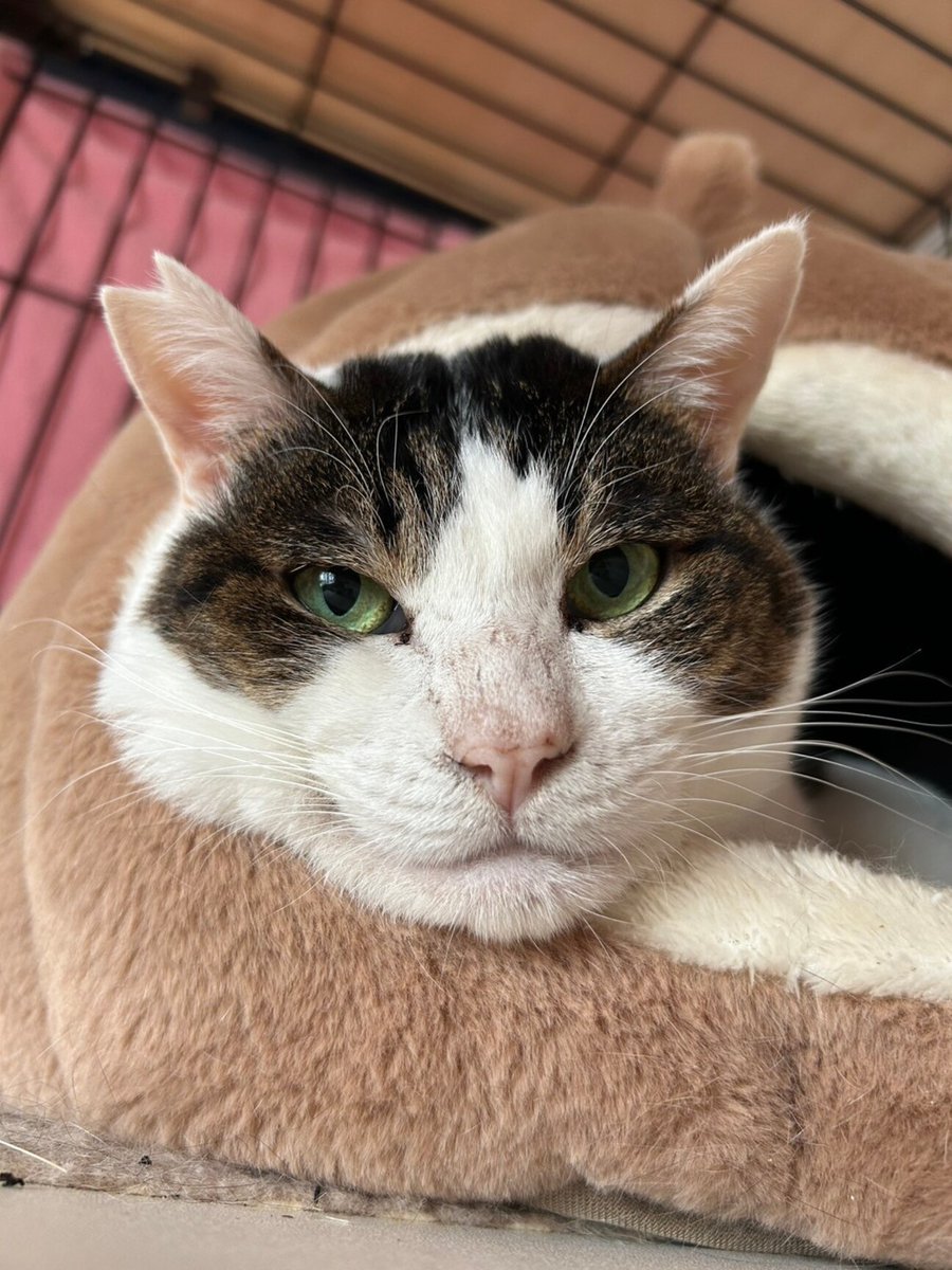 tochigisatooya's tweet photo. 【#里親募集】「猫の休憩所☆うど」#栃木県 #宇都宮市 - 猫の里親募集(442030) https://t.co/CB49VWwHej #猫 #cat #保護猫 #保護猫を家族に https://t.co/VaiBC99xn7