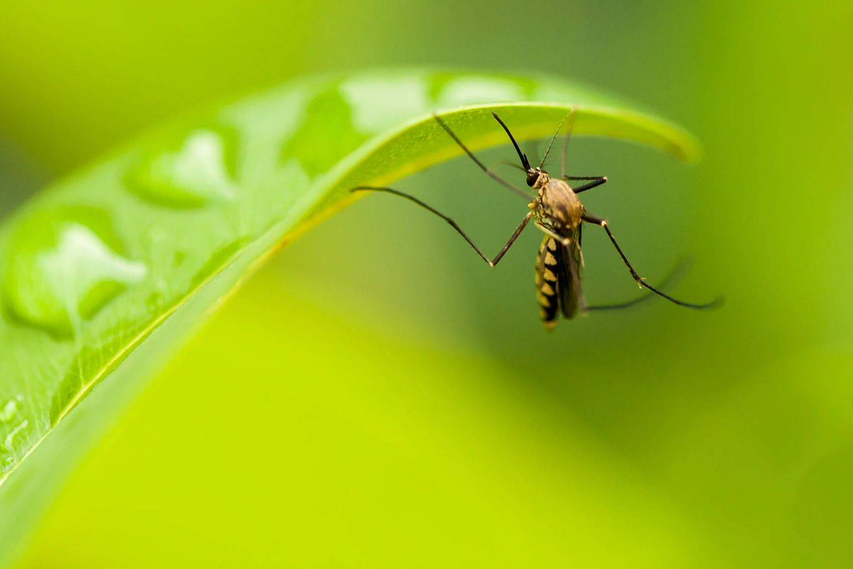 camic171761's tweet photo. [Try Lüzhong Mosquito Repellent Lozenges for a cool, mosquito-bite-free summer!]， https://t.co/eA0a3hOiNK