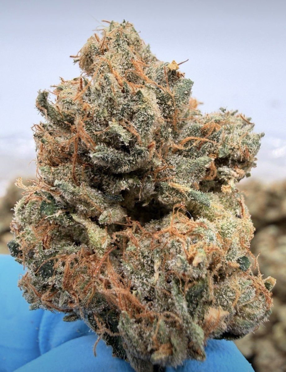 Dcosmickush's tweet photo. SFV OG☄️ (E26)
AVAILABLE IN BIT N BULK 📦
☎️ORDER ON WHATSAPP
+1 (430) 588-6910

NEED SOMETHING ELSE?
SHOP ON MY DISCORD 🏪
https://t.co/RwzZfO1n3C https://t.co/xFbvWmZkbS