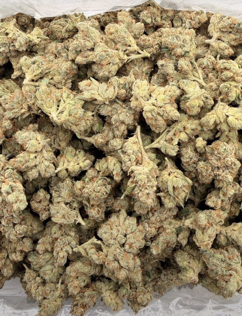 Dcosmickush's tweet photo. SFV OG☄️ (E26)
AVAILABLE IN BIT N BULK 📦
☎️ORDER ON WHATSAPP
+1 (430) 588-6910

NEED SOMETHING ELSE?
SHOP ON MY DISCORD 🏪
https://t.co/RwzZfO1n3C https://t.co/xFbvWmZkbS