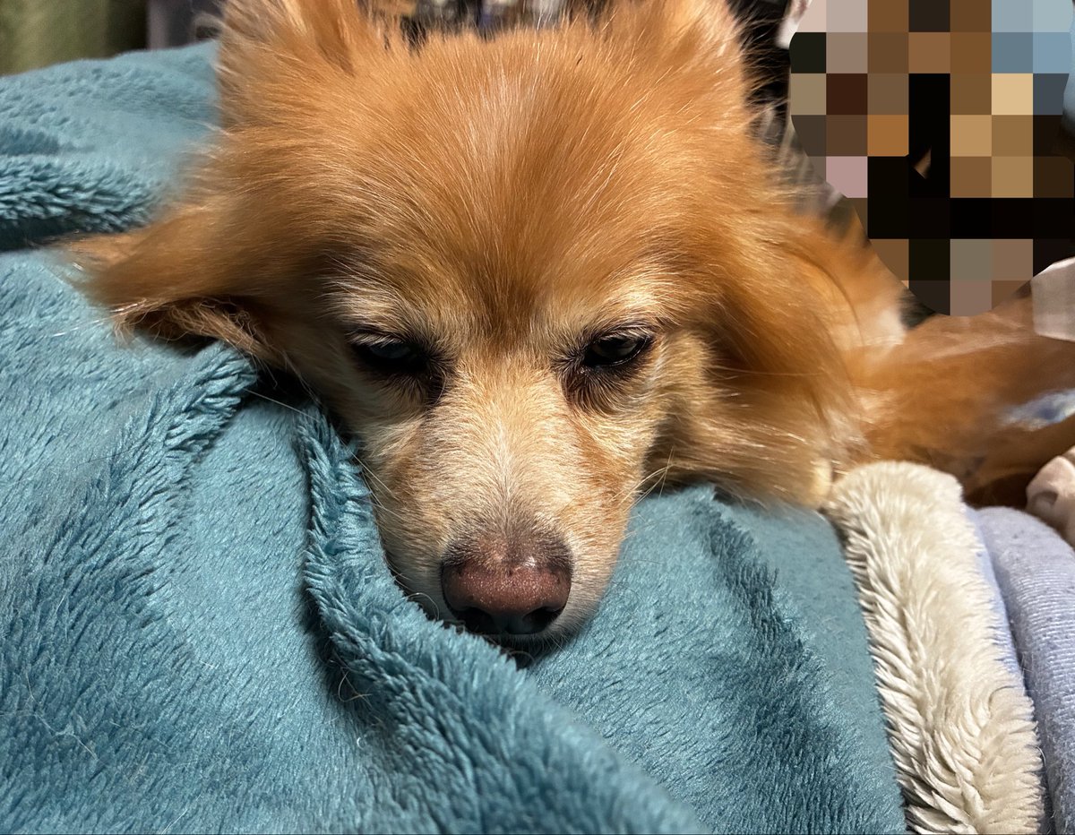 catACEROLA's tweet photo. 郊外とはいえ札幌市
犬様のクン活へ出���けたら…
とうとう出会ってしまいました

ゆきむし　

しろいアイツが飛んでいました https://t.co/IxMvR7tq3e