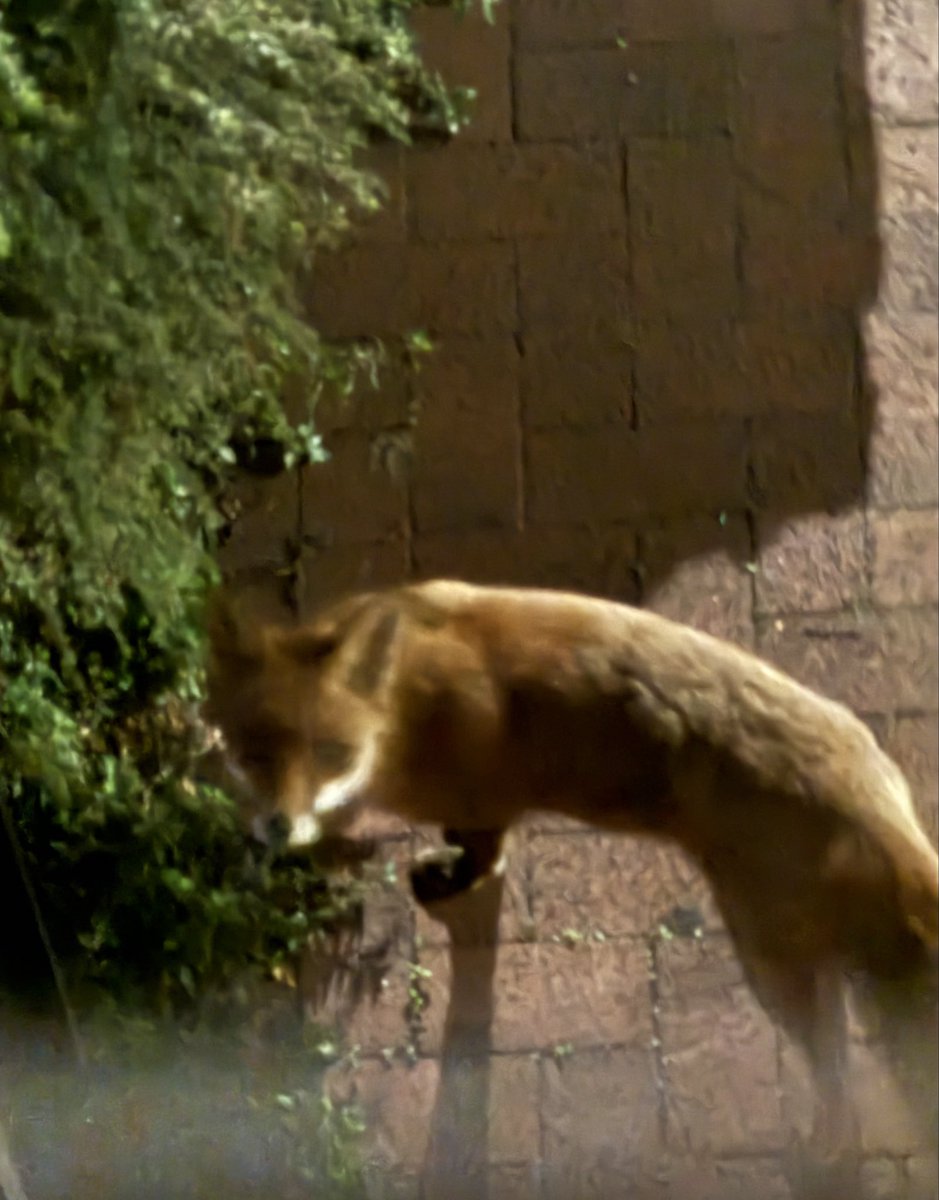 DDCrochetDesign's tweet photo. I was late putting the food out the front of my house for the three foxes last night 🦊
This is Charm ☺️ He sat and waited while I put some snacks in the bowl 

#fox #foxoftheday #urbanfox #animal #wildlife #nature #kindness https://t.co/8zA5mgWiby