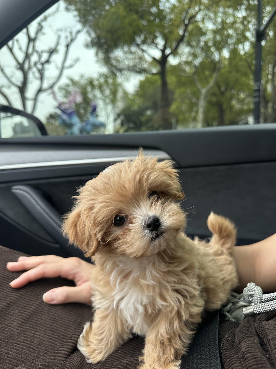 xiaomingaimoyu's tweet photo. 你怎么看起来这么可爱 https://t.co/faqCxL0A9c