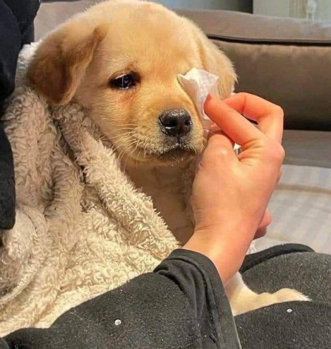Iluuvvuuuu's tweet photo. #커미션

[예의없는 가나지]의 파생 타입인
[얘는그냥 고냥이] 타입의 샘플이 되어주실 분이 계실까요?🥹

해당 트윗 인용으로 강아지&amp;고양이 / 고양이&amp;강아지 페어를 번쩍 들어주시면…
10월 말 즈음 인용 추첨 한 페어, RT 추첨 한 페어 그려드립니다!

추천 페어⬇️
고냐: 캬엉 강아: 아야ㅠㅠor^^ https://t.co/ZvJKKcuiiS