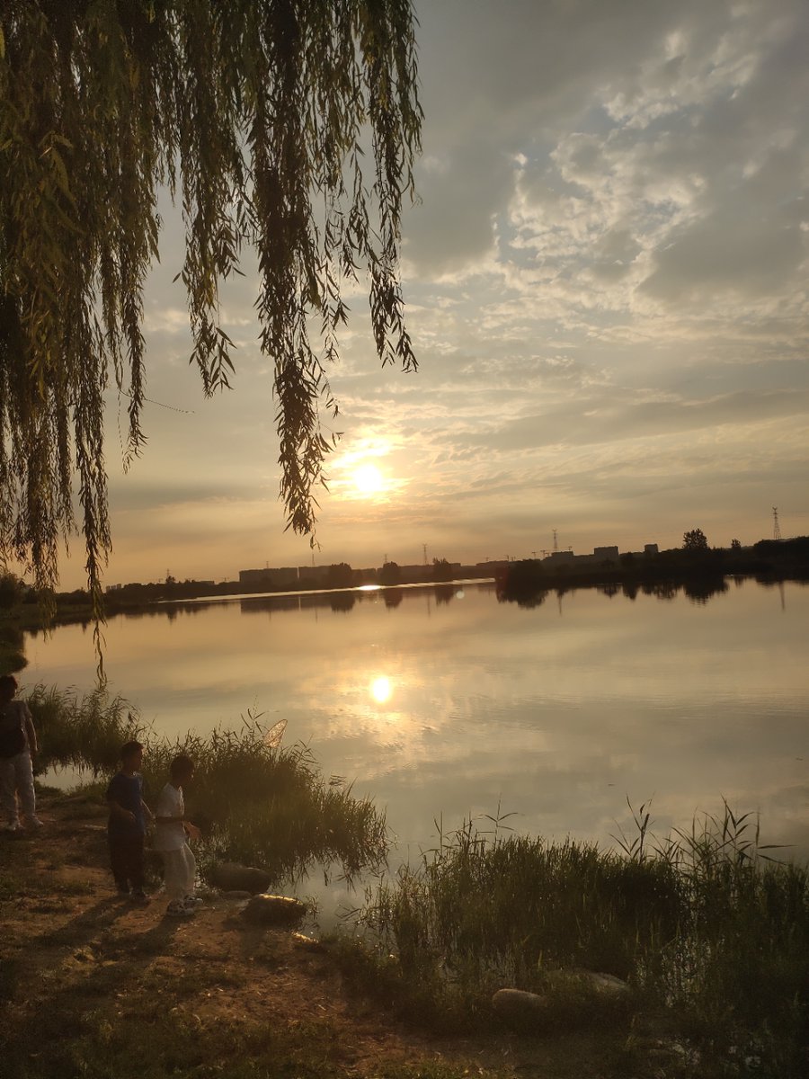 EzraHds's tweet photo. When a calf rests by the boat under Zhang's old cypress, the paddle gently stirs the quiet rural sunset. https://t.co/UJgf2ZGGQC