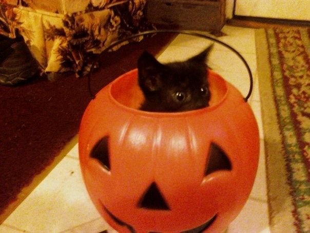 Meowuiss's tweet photo. Уже скоро🍂 https://t.co/E8bbpWxSUW