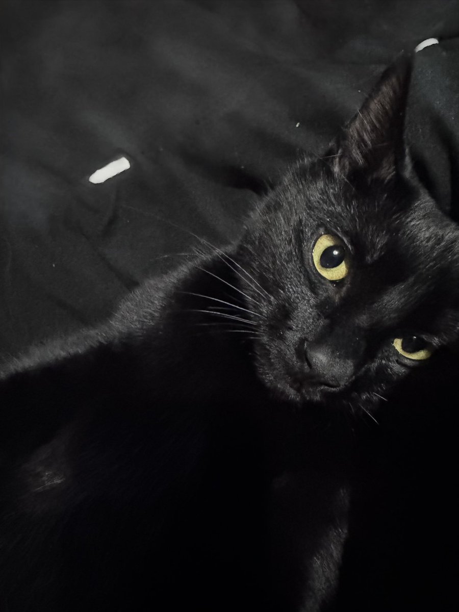 BillyLcc's tweet photo. @half_straycat Can I get one too please 😊🐈‍⬛❤️ https://t.co/DbQzq19O63