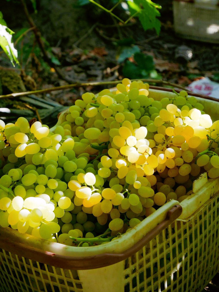 brix7r4471's tweet photo. [Valley, Scenery, Chen, Grapes vibes—sunlit hills, crisp white grapes, quiet charm]， https://t.co/XYv5aoS6kn