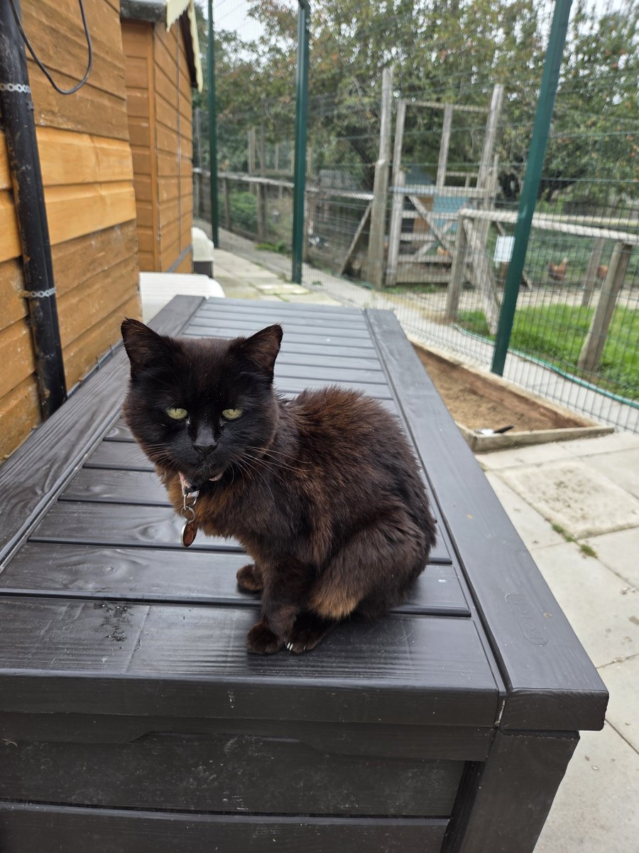 ShropsCatRescue's tweet photo. #WhiskersWednesday ~ Catherine (who is 23 1/2years old) is happy to show off her whiskers to you. She still likes to climb 🐾🐈‍⬛🖤 #inthecompanyofcats #superseniorcats #villagelife #catrescue #panfurs https://t.co/kSmZUzBySq