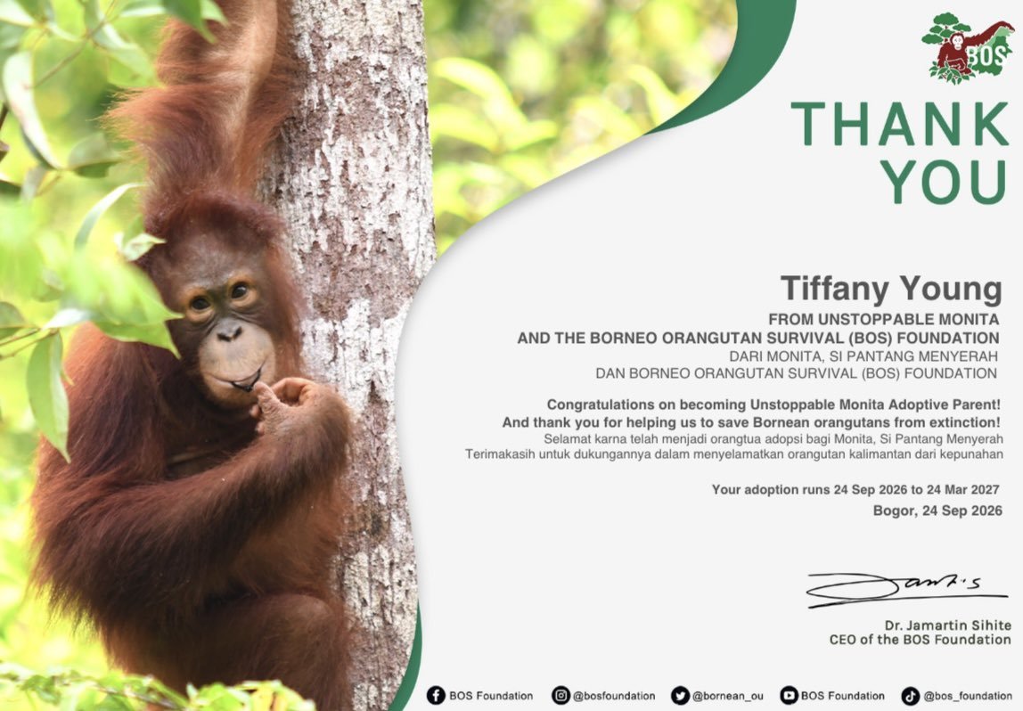 SNSDINAUNION's tweet photo. Another meaningful gift from us to Tiffany Young 🎁💖🐒

Selain merayakan hari jadi solo debut ke-10 Tiffany sekaligus solo konser perdana Edge of Calm tour di Jakarta, Indonesia YoungOnes & SONEs secara simbolis mengadopsi seekor bayi orang utan Kalimantan bernama Monita, atas nama Tiffany Young melalui @bornean_OU (Borneo Orangutan Survival Foundation). 🐒

Dengan senang dan bangga, kita bisa merayakan momen berharga 10 tahun karier solo Tiffany sekaligus ikut menjaga kekayaan fauna Indonesia. Semoga kontribusi kecil dari kita semua dapat membantu menjaga keberlangsungan populasi orang utan di Indonesia yang kian terancam punah. 💖🌳

Protecting the orangutans means protecting our future forests.🐒🌱🌳🤍💖

#Edgeofcalminjakarta #Tiffany #Sone #Youngone #SNSD